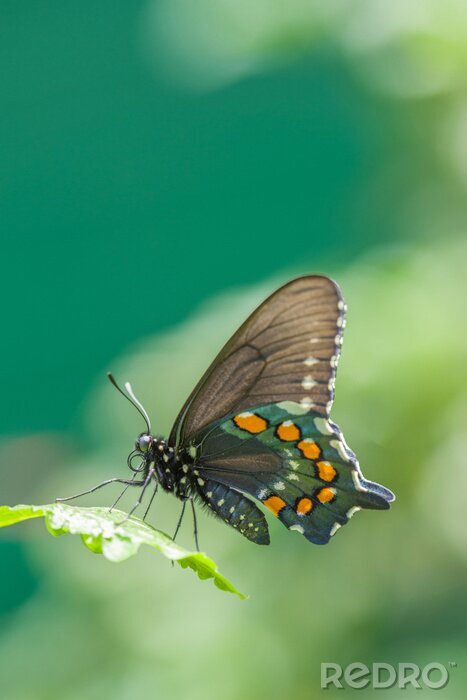 Fotobehang Vlinder op groene achtergrond