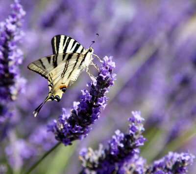 Fotobehang Vlinder op lavendelblaadjes