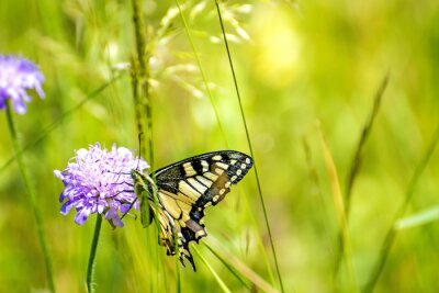 Fotobehang Vlinder zittend op een bloem