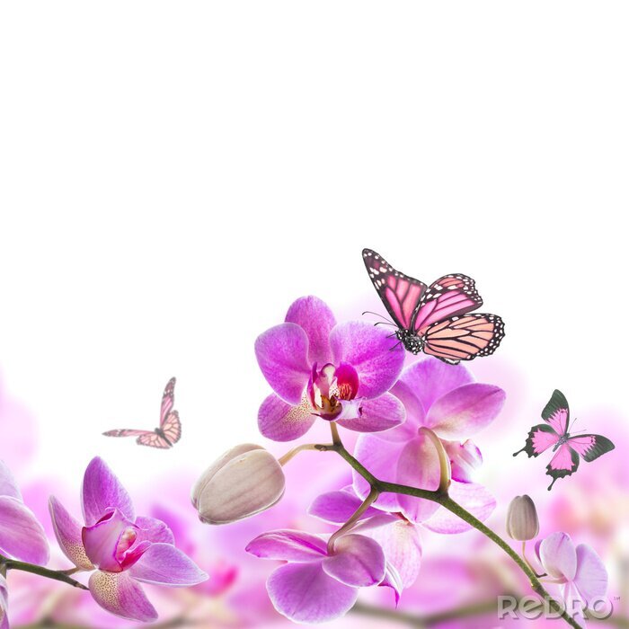 Fotobehang Vlinder zittend op een orchidee