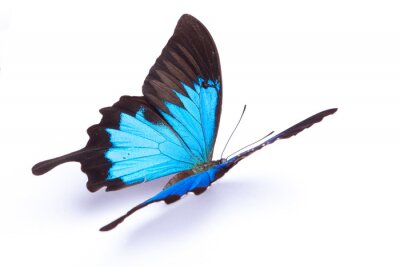 Fotobehang Vlinder zittend op een witte achtergrond