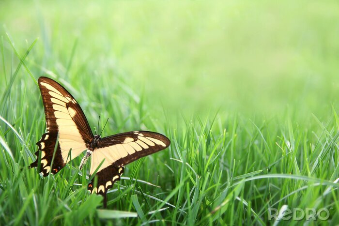 Fotobehang Vlinder zittend op het gras