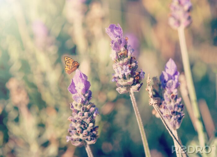 Fotobehang Vlinder zittend op lavendel