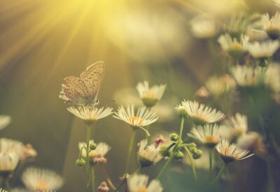 Vlinderbloem en zon