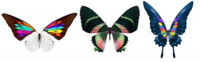 Fotobehang Vlinders in regenboogtinten