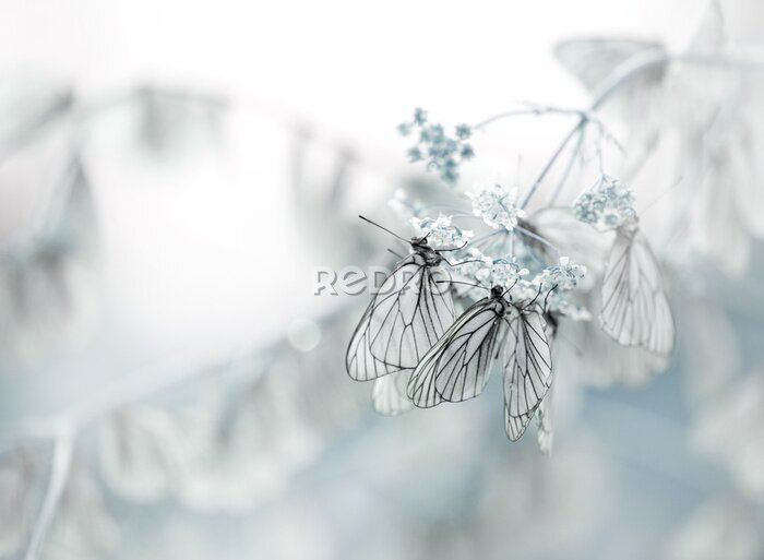 Fotobehang Vlinders zitten op een witte bloem