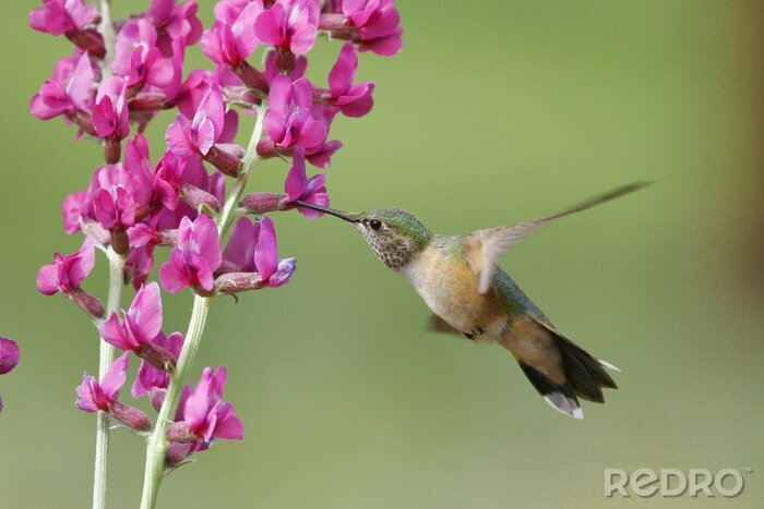 Fotobehang Vogel bij de paarse bloemen