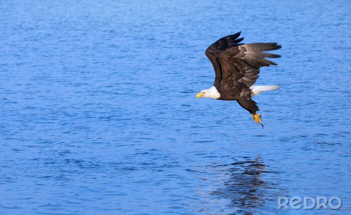 Fotobehang Vogel die over de zee vliegt