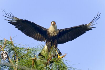 Fotobehang Vogel die wegvliegt van het nest