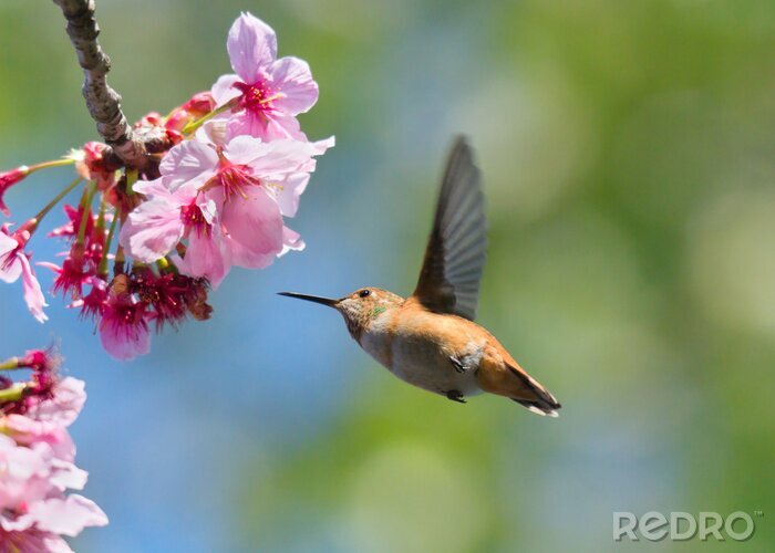 Fotobehang Vogel in beweging bij de bloemen