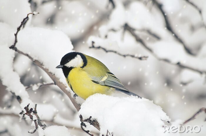 Fotobehang Vogel met een gele buik