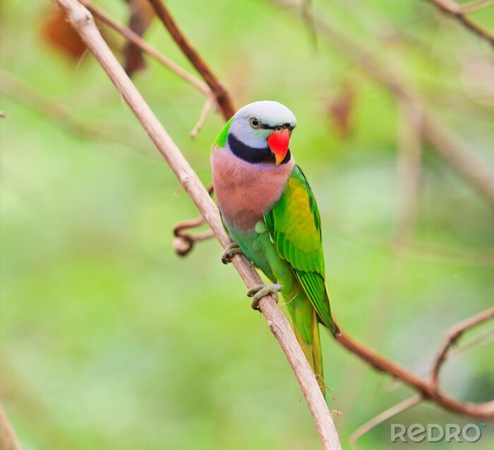 Fotobehang Vogel met felle kleuren op een boom