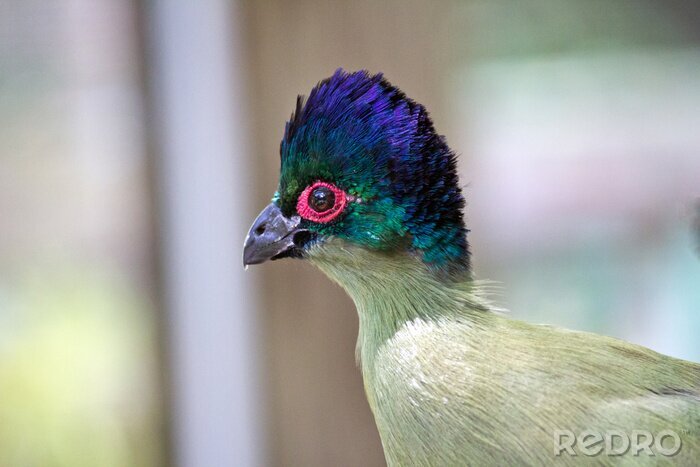 Fotobehang Vogel met paarse manen