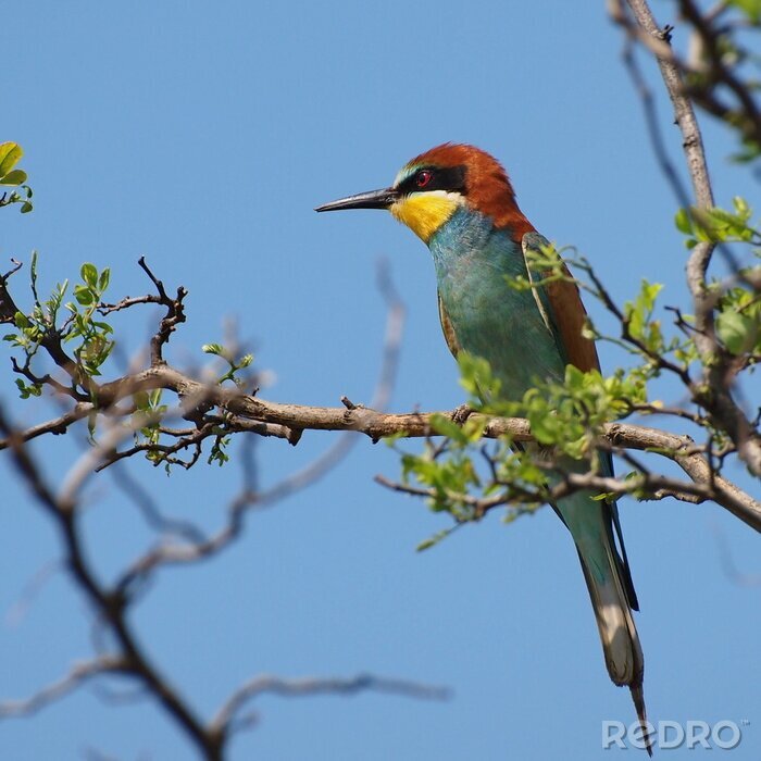 Fotobehang Vogel op de achtergrond van de lentehemel