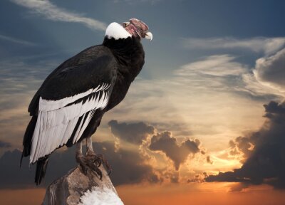 Fotobehang Vogel op de achtergrond van de ondergaande hemel