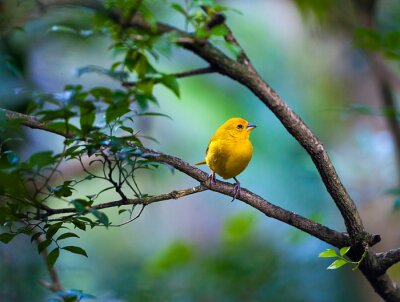 Fotobehang Vogel op de achtergrond van een groene tuin