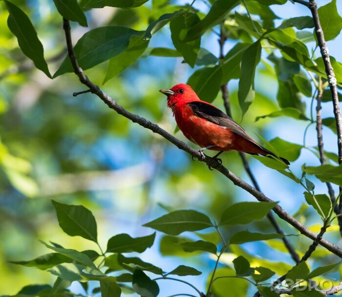Fotobehang Vogel op de achtergrond van groene bladeren