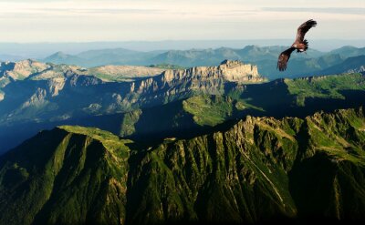 Fotobehang Vogel over de Alpen