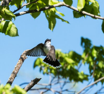 Fotobehang Vogel vliegend tussen groene bladeren