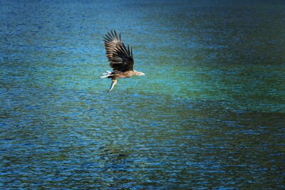 Fotobehang Vogel vliegt over de oceaan