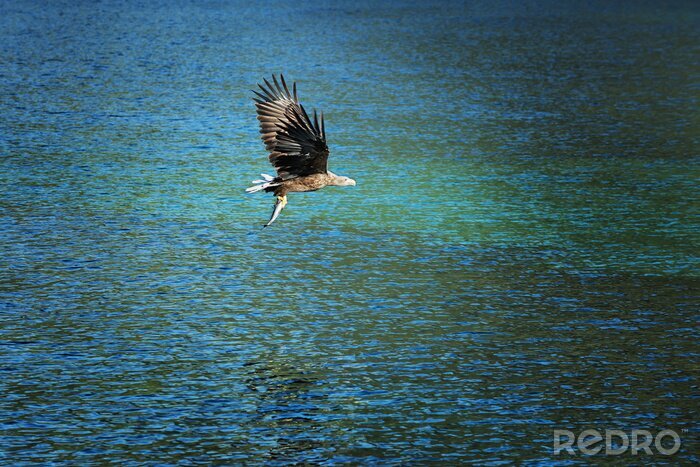 Fotobehang Vogel vliegt over de oceaan