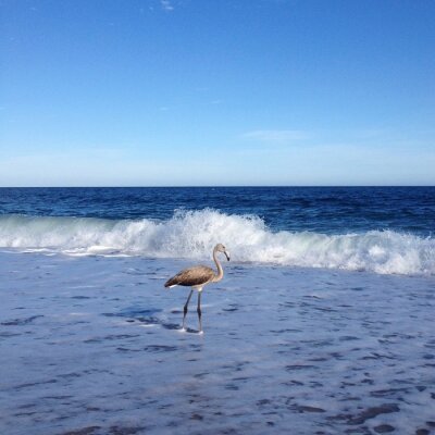 Fotobehang Vogel wandelt op het strand