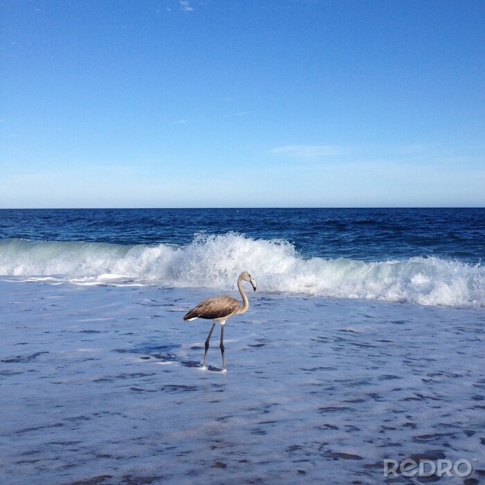 Fotobehang Vogel wandelt op het strand