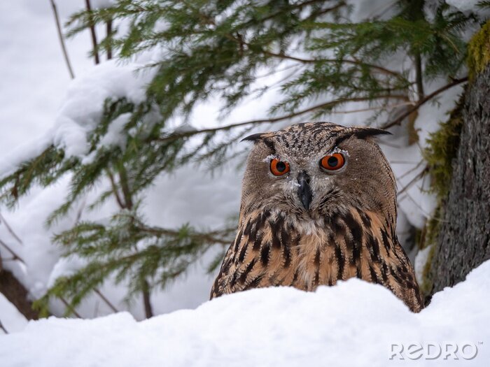 Fotobehang Vogel zittend in de sneeuw