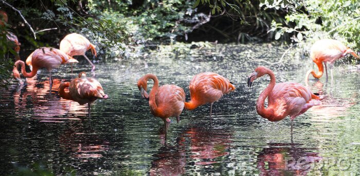 Fotobehang Vogels badend in de schaduw