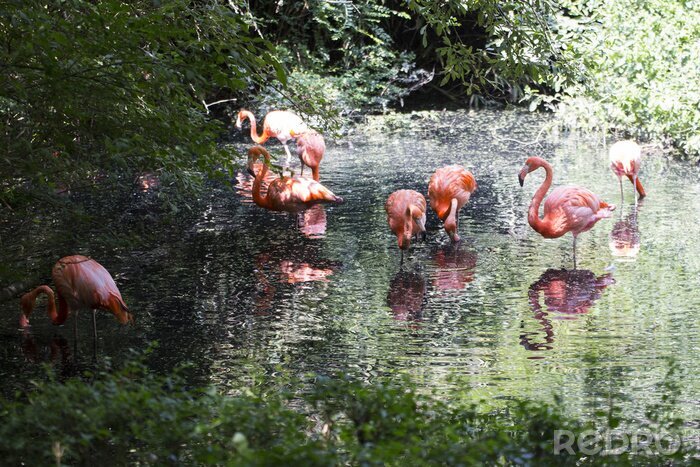 Fotobehang Vogels badend in het water
