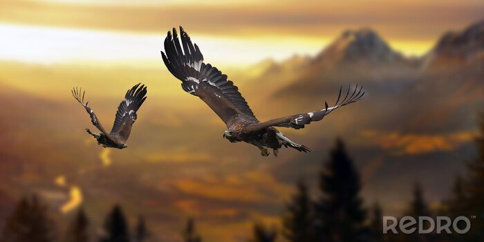 Fotobehang Vogels boven het bos in de bergen