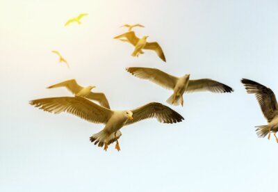 Fotobehang Vogels die vliegen op een hemelachtergrond