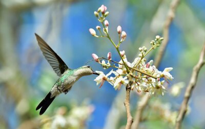 Fotobehang Vogels en bloemen in de lente
