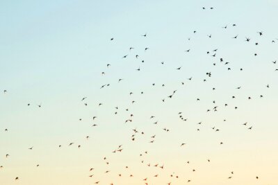 Fotobehang Vogels in de lucht
