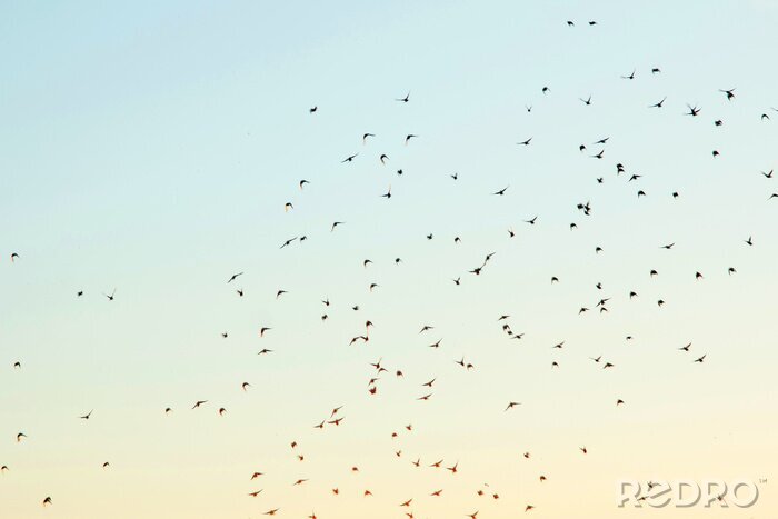 Fotobehang Vogels in de lucht