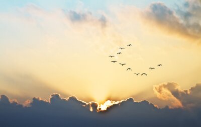 Vogels in de lucht horizon