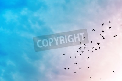 Fotobehang Vogels in de pastelkleurige lucht
