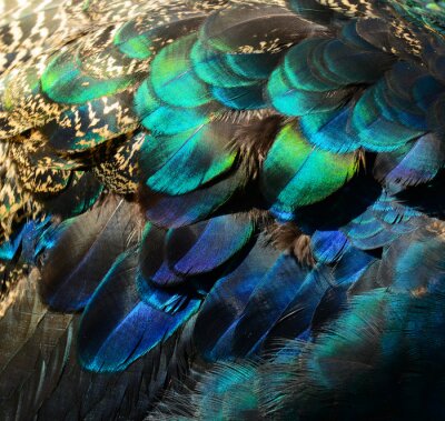 Fotobehang Vogels met kleurrijke veren