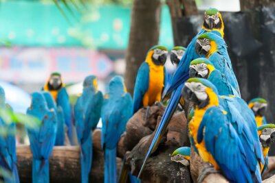 Fotobehang Vogels op de takken in de dierentuin