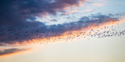 Fotobehang Vogels op een achtergrond van pastelkleurige wolken