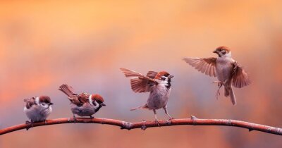 Vogels op een oranje achtergrond