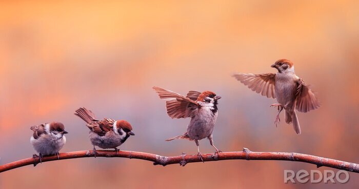 Fotobehang Vogels op een oranje achtergrond