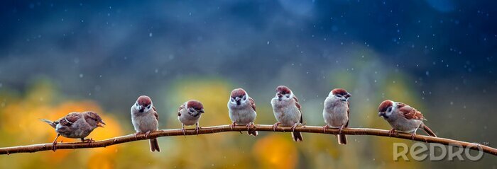 Fotobehang Vogels op een tak in de regen