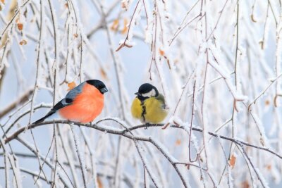 Vogels op een tak in de winter