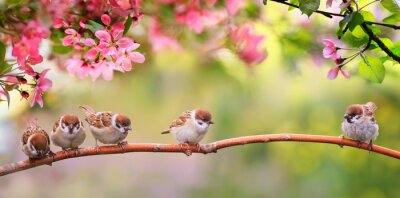 Vogels op een tak in het voorjaar
