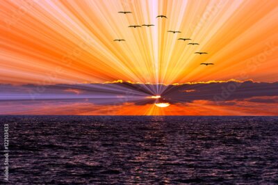 Fotobehang Vogels tegen de achtergrond van de ondergaande zon boven de oceaan