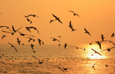 Fotobehang Vogels vliegen over de oceaan