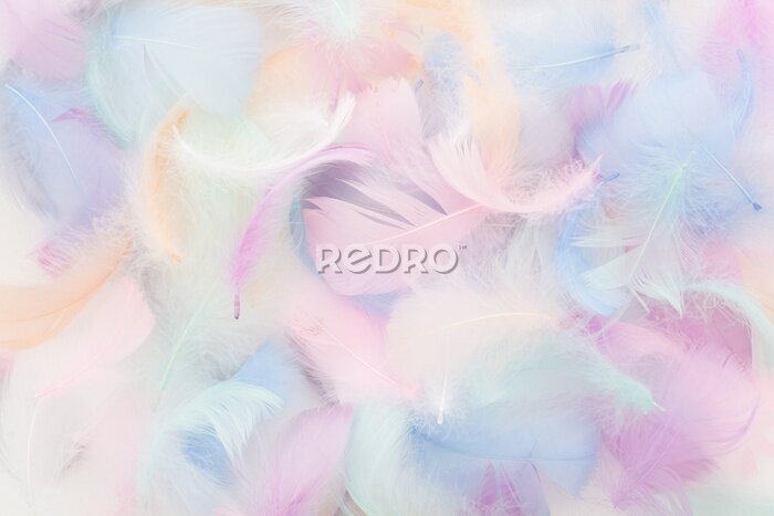 Fotobehang Vogelveertjes in pastelkleuren