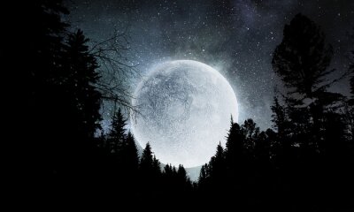 Fotobehang Volle maan boven een naaldbos