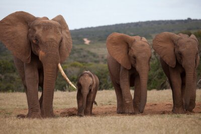 Fotobehang Volwassen olifant met een baby olifant